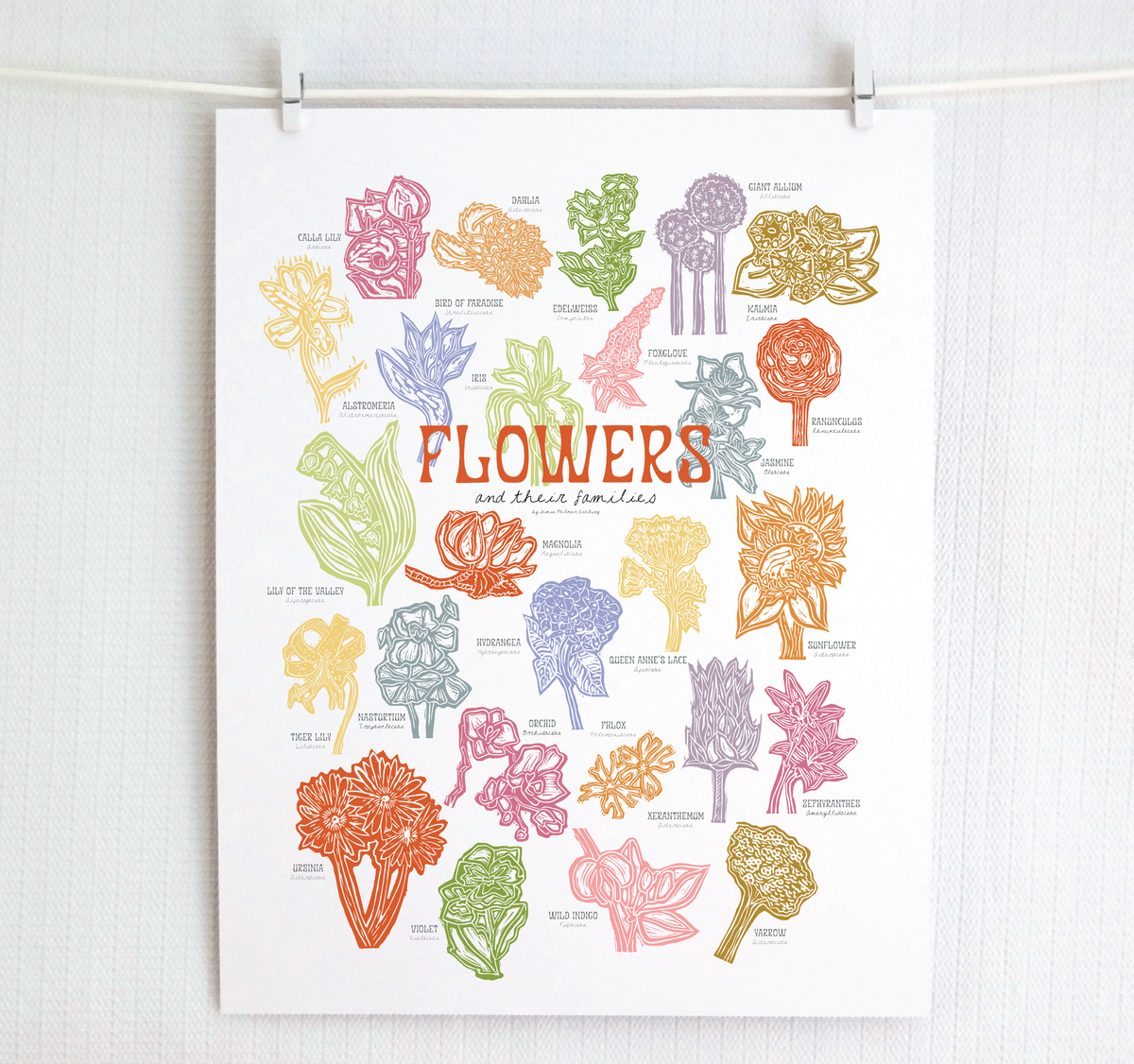 Colorful prints of flower classifications on a white background