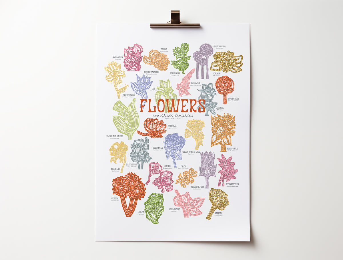 Poster with colorful illustrations of flowers and plant families on a white background