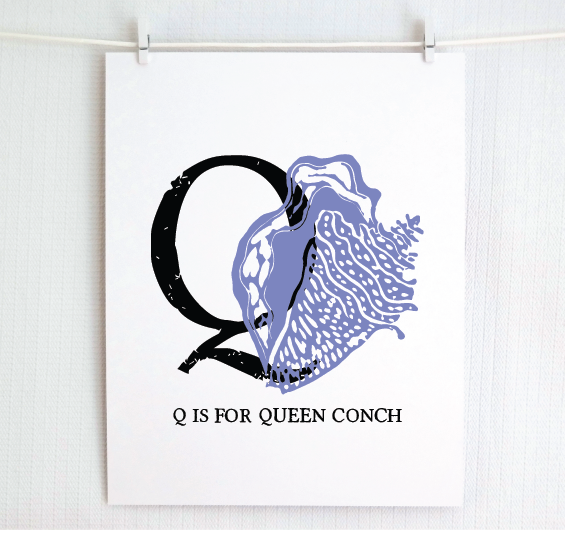 Q is for Queen Conch Illustrated Print