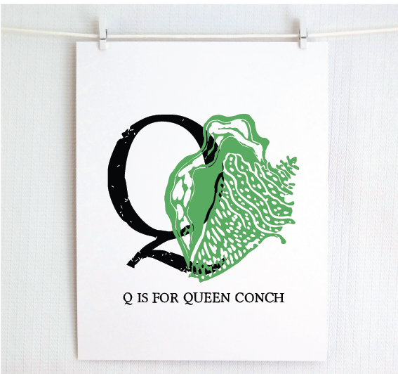 Q is for Queen Conch Illustrated Print