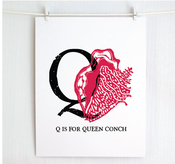 Q is for Queen Conch Illustrated Print