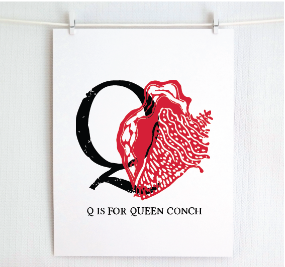 Q is for Queen Conch Illustrated Print