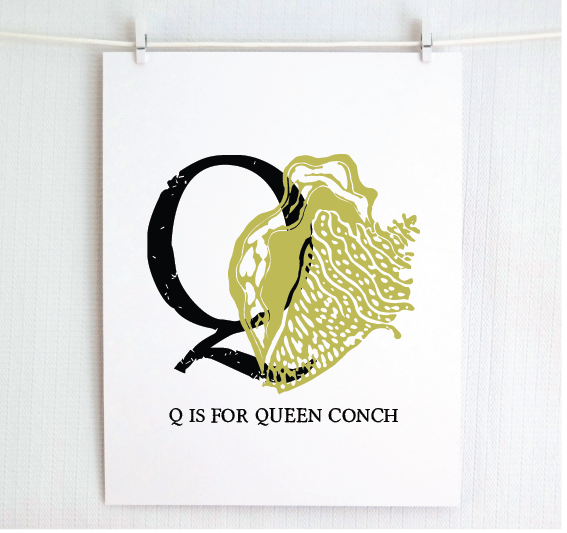 Q is for Queen Conch Illustrated Print