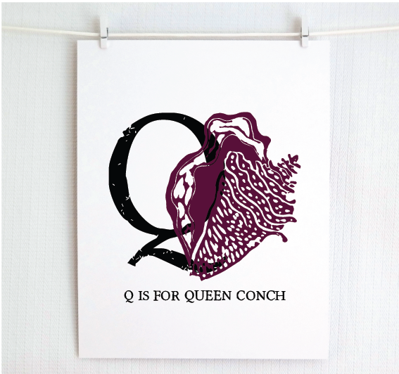 Q is for Queen Conch Illustrated Print