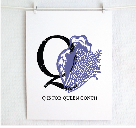 Q is for Queen Conch Illustrated Print