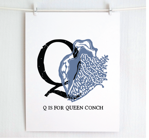 Q is for Queen Conch Illustrated Print