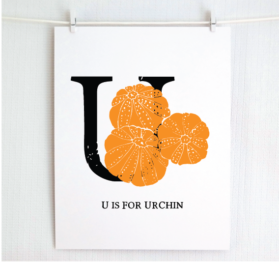 U is for Urchin Illustrated Print