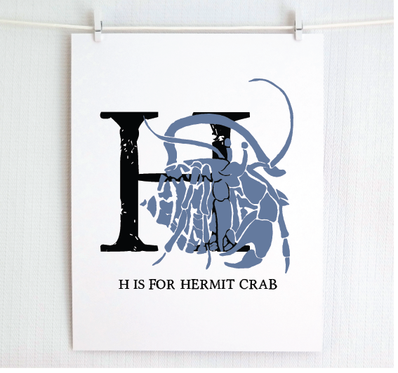 H is for Hermit Crab