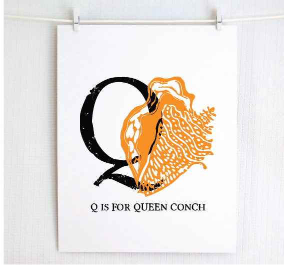 Q is for Queen Conch Illustrated Print