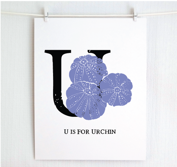 U is for Urchin Illustrated Print