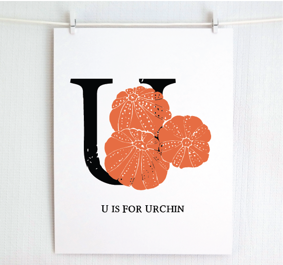 U is for Urchin Illustrated Print
