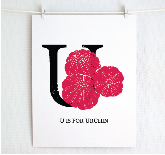 U is for Urchin Illustrated Print