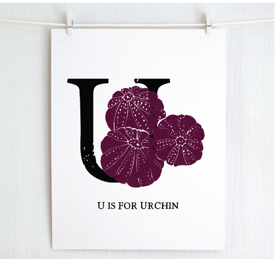 U is for Urchin Illustrated Print