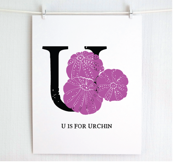 U is for Urchin Illustrated Print