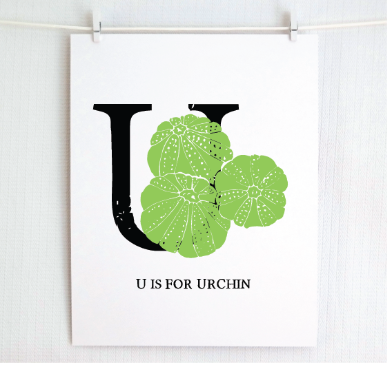 U is for Urchin Illustrated Print