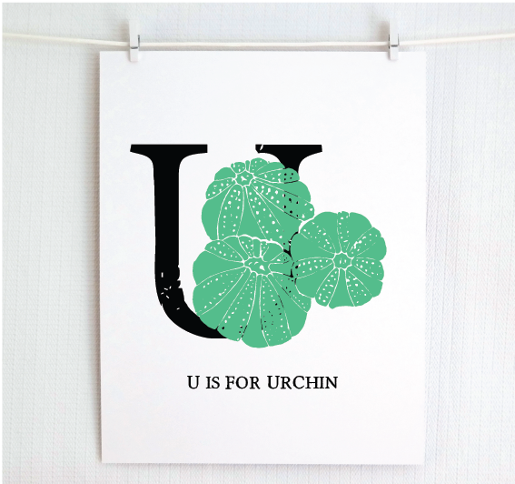 U is for Urchin Illustrated Print