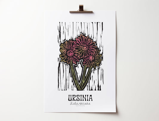 Ursinia: Bold Floral Print