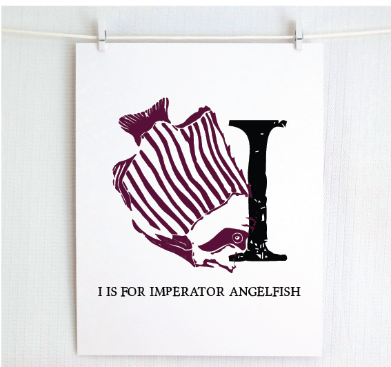 I is for Imperator Angelfish