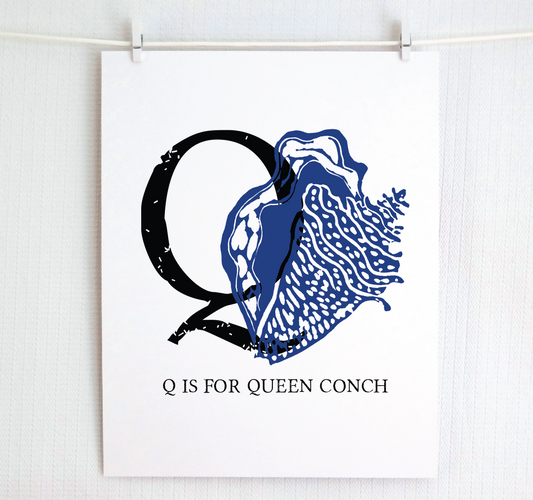 Q is for Queen Conch